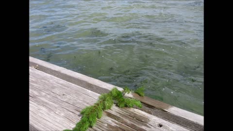 Underwater Living Eurasian Watermilfoil Aug 2023