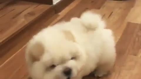 Fun Animals