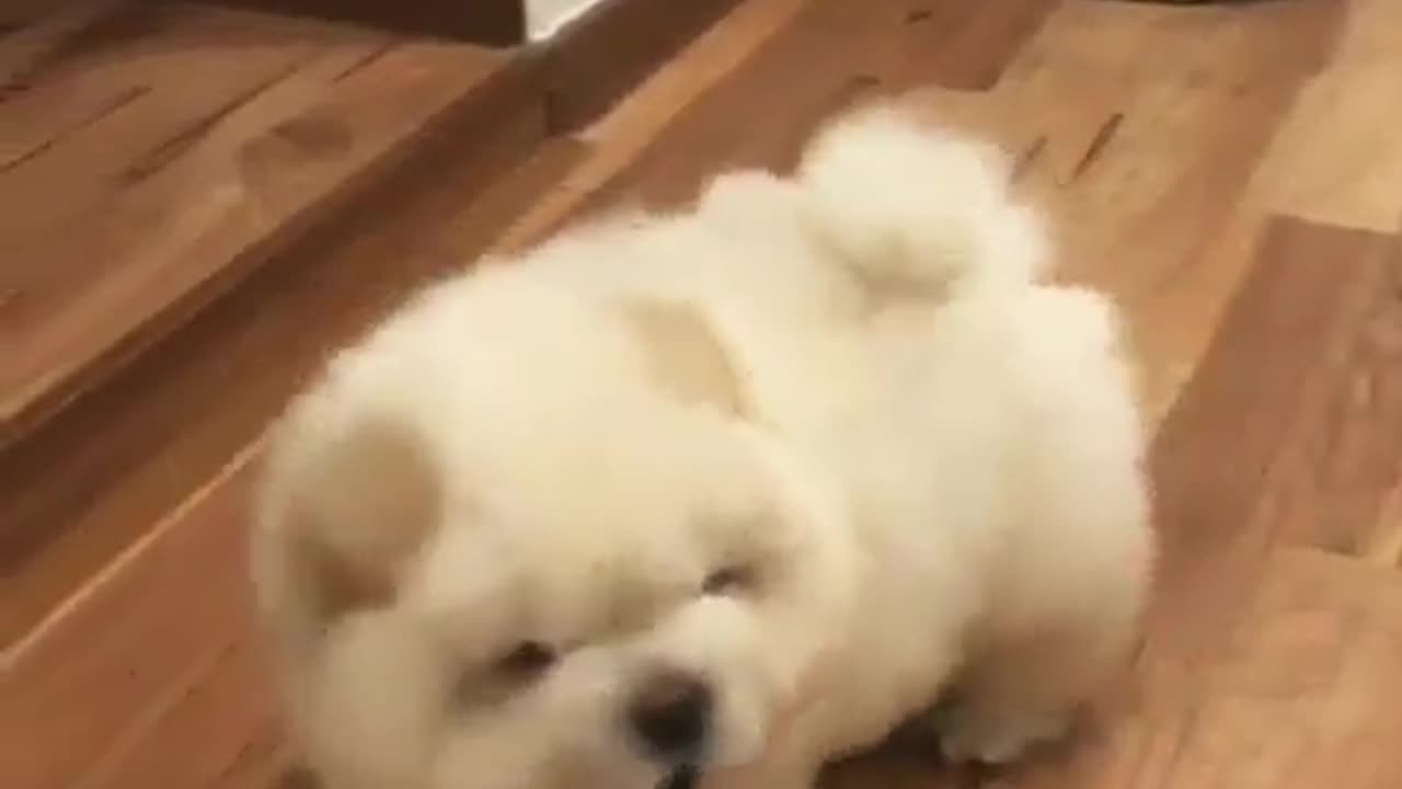 Fun Animals