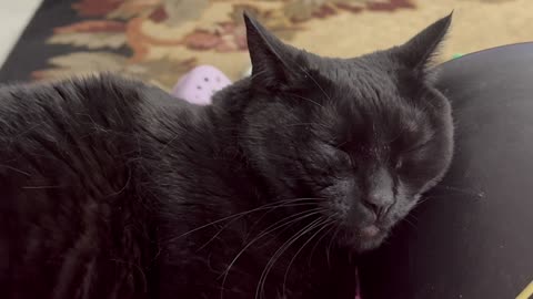 Cute Precious Piper Rests Her Head - My Adopted Shelter Cat Vlog