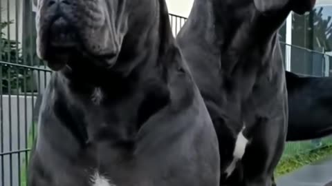 Echipa de pază: doi câini vigilenți protejând teritoriul! 🐕🛡️🐕