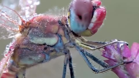 Dragonfly