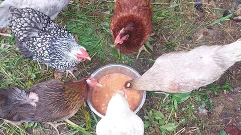 Do chickens like Brunswick Stew?