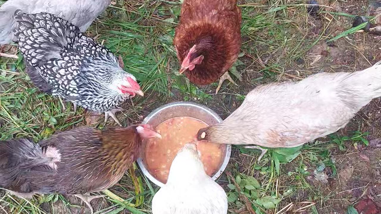 Do chickens like Brunswick Stew?
