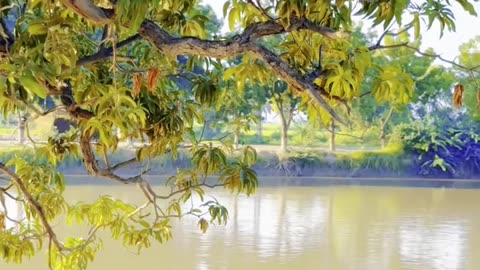 Serene Rice Canal of Naudero City #maxrecords #larkana #sindh #pakistan