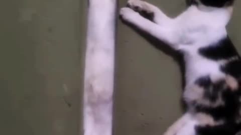 Cats with their absurd behaviors.
