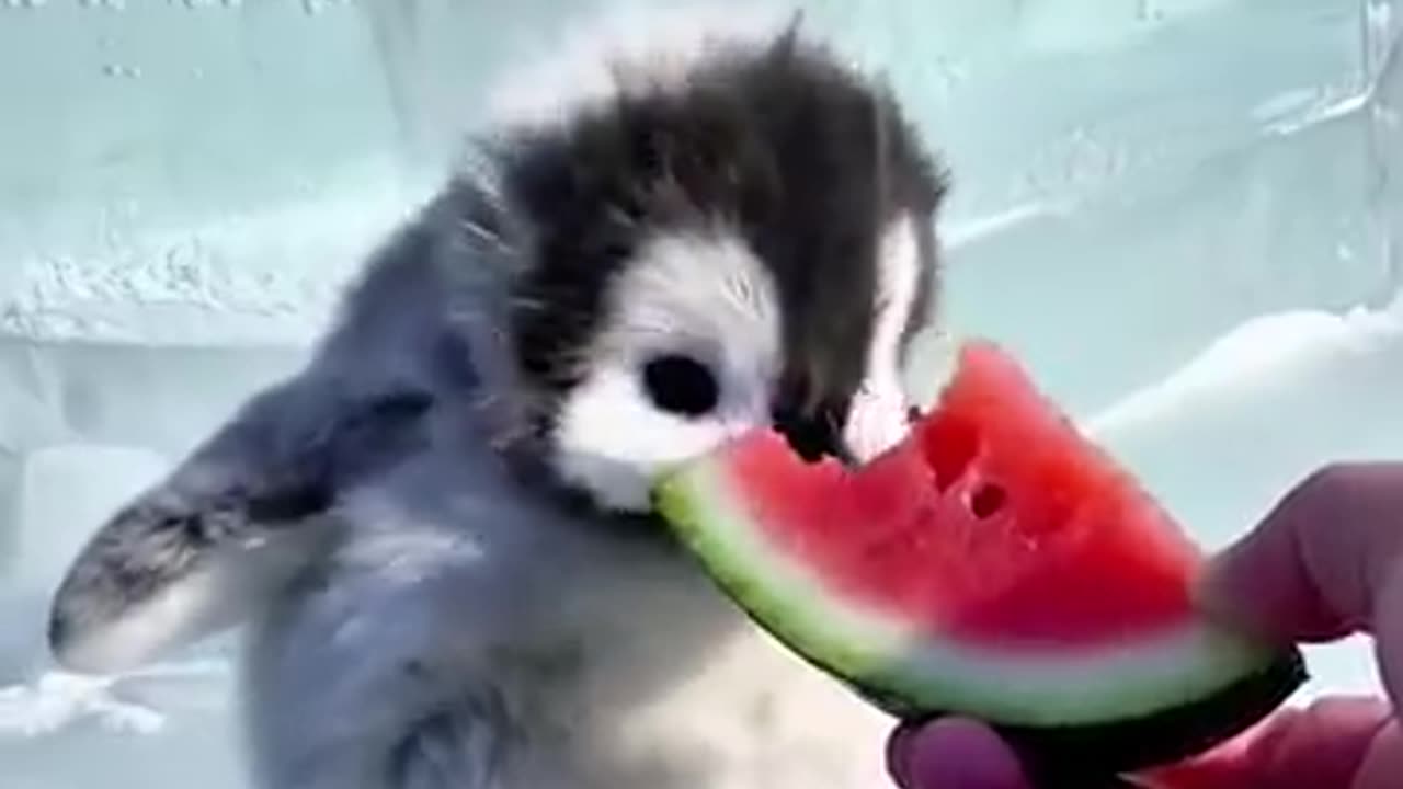 So cute, i want to bully you