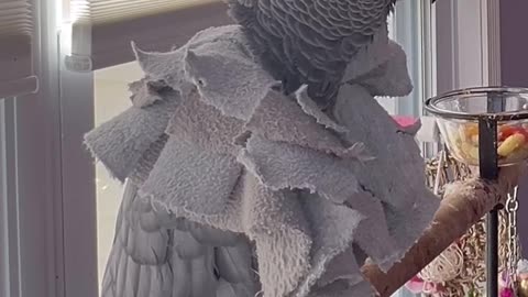 parrot tells alexa he loves her 😂❤️