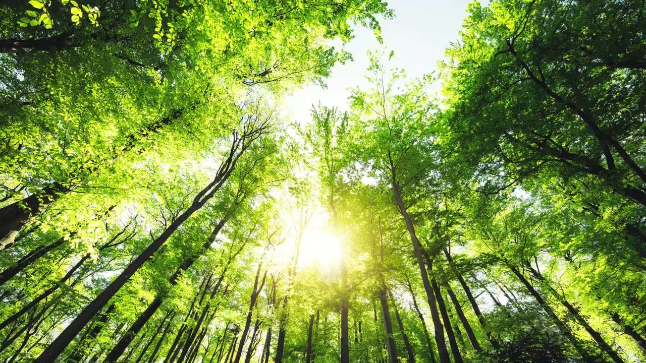 Tolerance 🪟 Herbal/Plant Frequency 🌳 417hz 💫