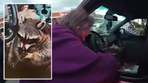 Raccoon Meth Pipe