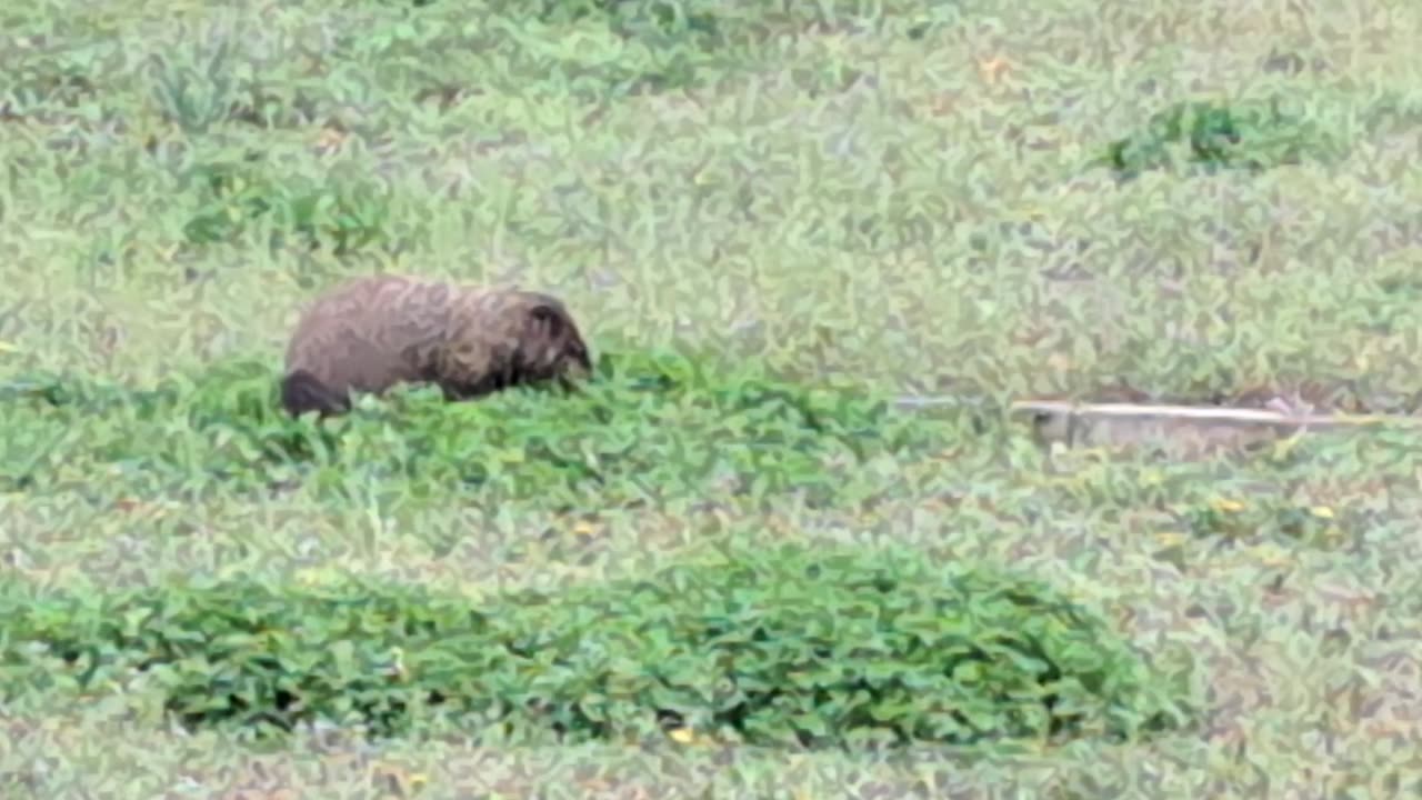 GROUND HOG - RAMMM RAMMMMM RAMMMMMMM RAMMMMMMMMM...
