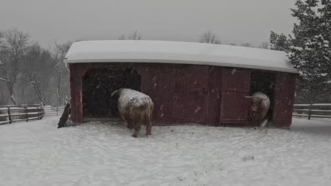 Moody Steer Kicks Farmer