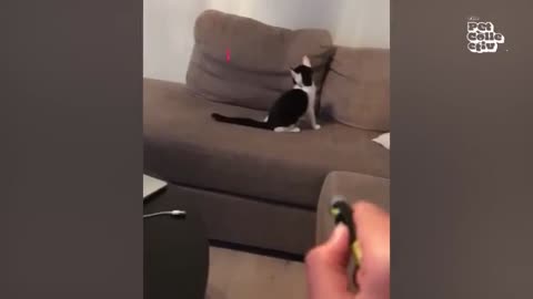 "Whisker Wonders: Epic Cat Comedy Moments"