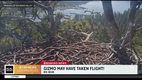 Gizmo takes her first flight