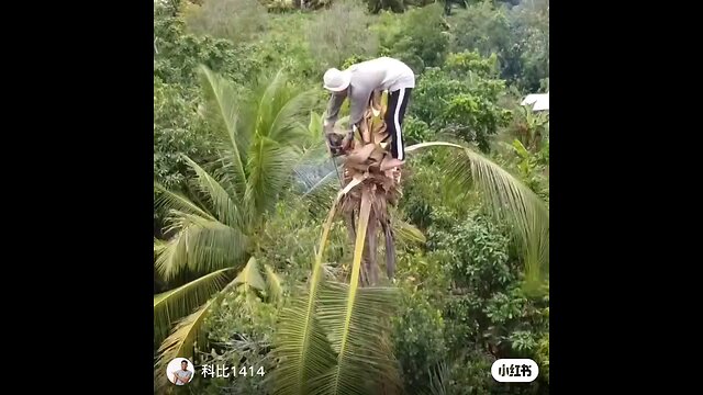 Tree cutters