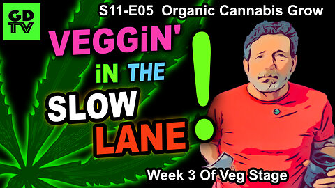 S11-E05 - Day 15 of Veg – Pinching Bud Sites - Training Cannabis Step By Step