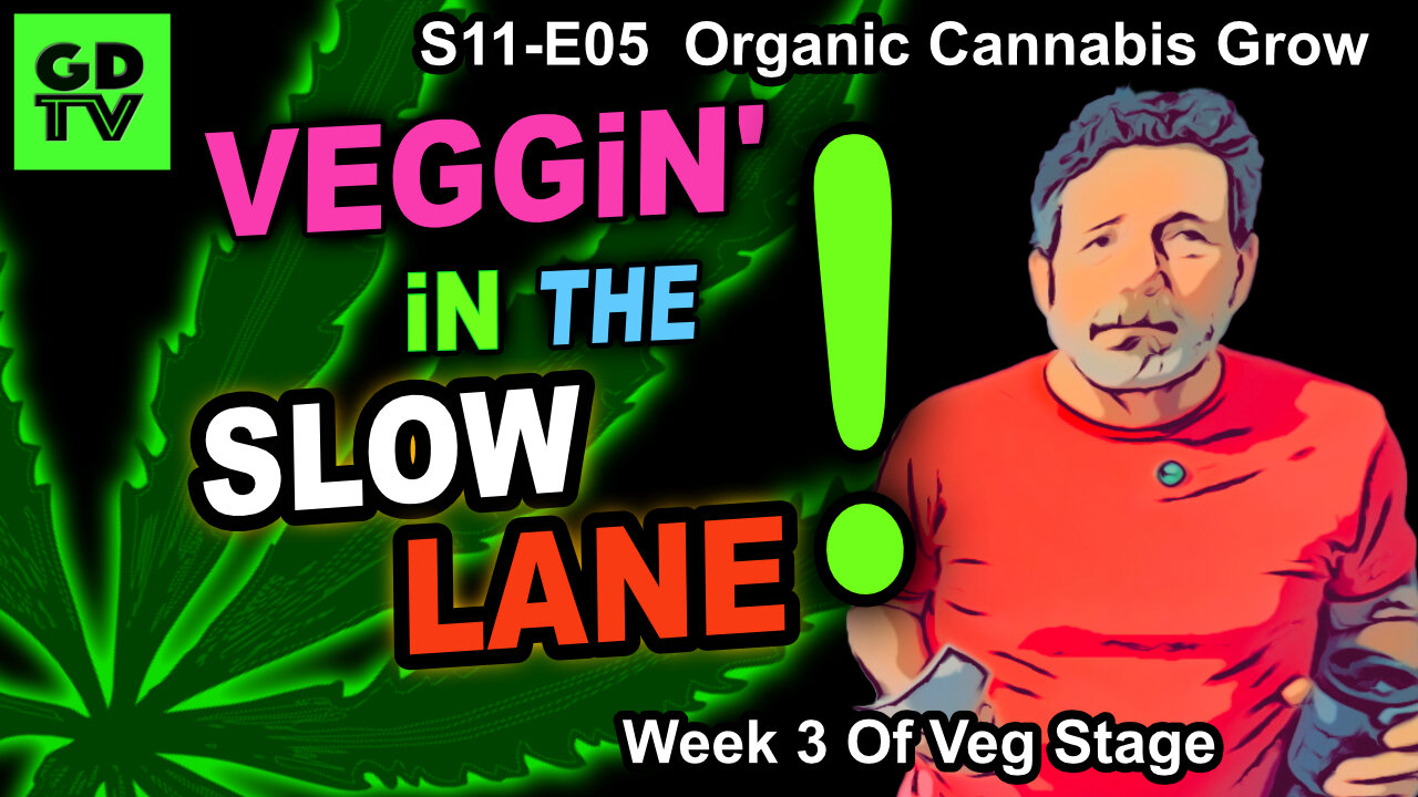 S11-E05 - Day 15 of Veg – Pinching Bud Sites - Training Cannabis Step By Step