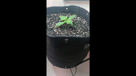Gorilla Cookies auto week 1 day 2