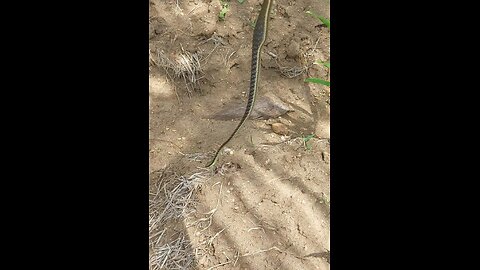 I Found a New Friend 🐍 | Unexpected Encounter with a Wild Snake!