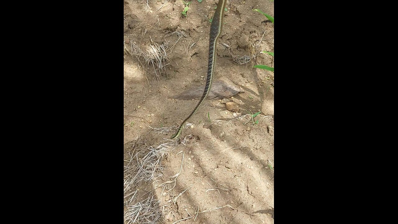 I Found a New Friend 🐍 | Unexpected Encounter with a Wild Snake!