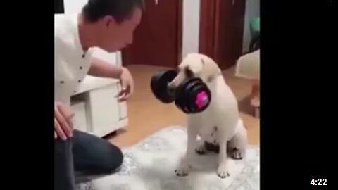 Cat and Dog funny video | Footage No Copyright | Funny animals - Funny animal videos
