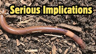 Would You Love Me if I Was a Worm?