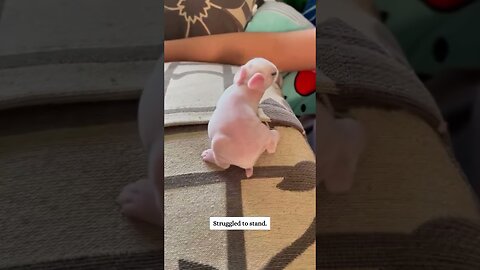 The girl wanted to transplant the flowers and became a rabbits mom