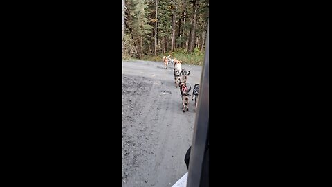summer alaskan dog sled excursion #viral #travel