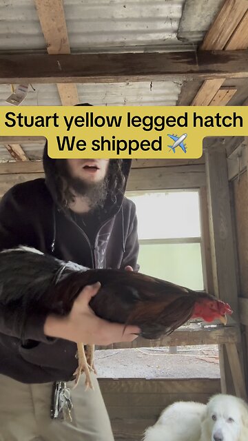Stuart yellow legged hatch we shipped out ✈️