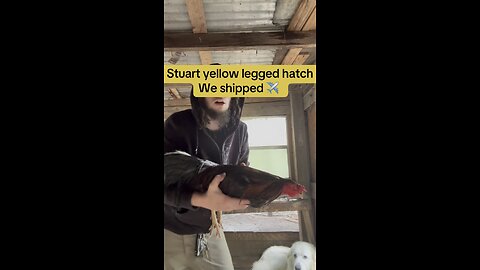 Stuart yellow legged hatch we shipped out ✈️
