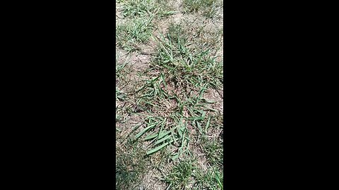 Dallisgrass (not Dallas Grass)