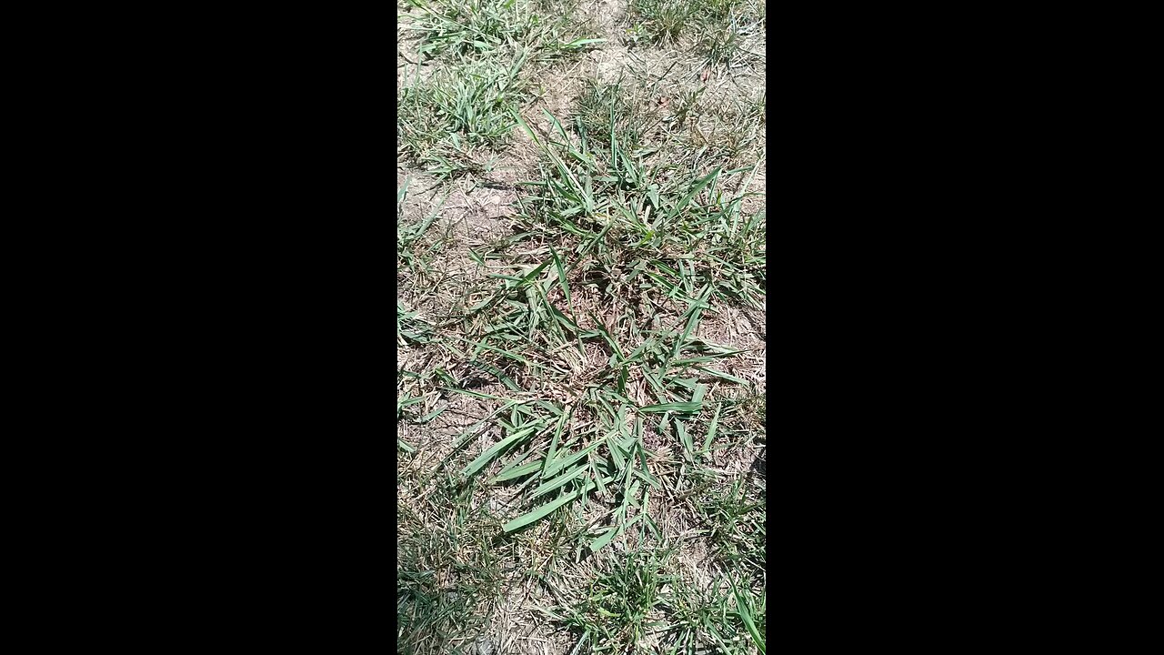 Dallisgrass (not Dallas Grass)