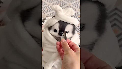 Baby Penguin 🐧