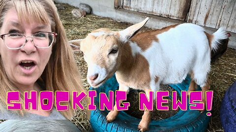 SHOCKING News About Our LITTLE Baby GOAT!