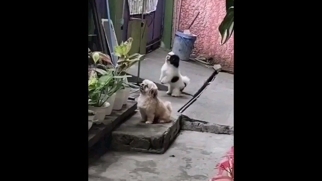 लड़ाई हो रही है