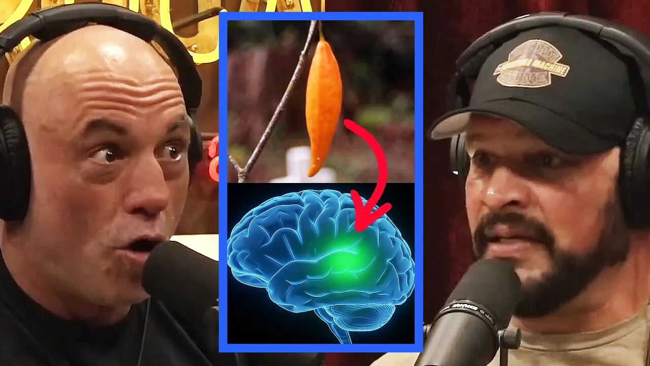Joe Rogan on the AFRICAN Root That’s Beating Addiction With 90% Success