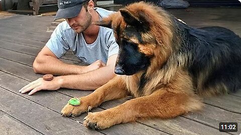 Dogs and Humans Are The Silliest Duo Ever 🤣 Funny Dog and Human