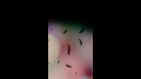 satisfying Video