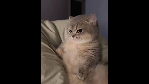angry cute cat😍😍😻😻🤣🤣