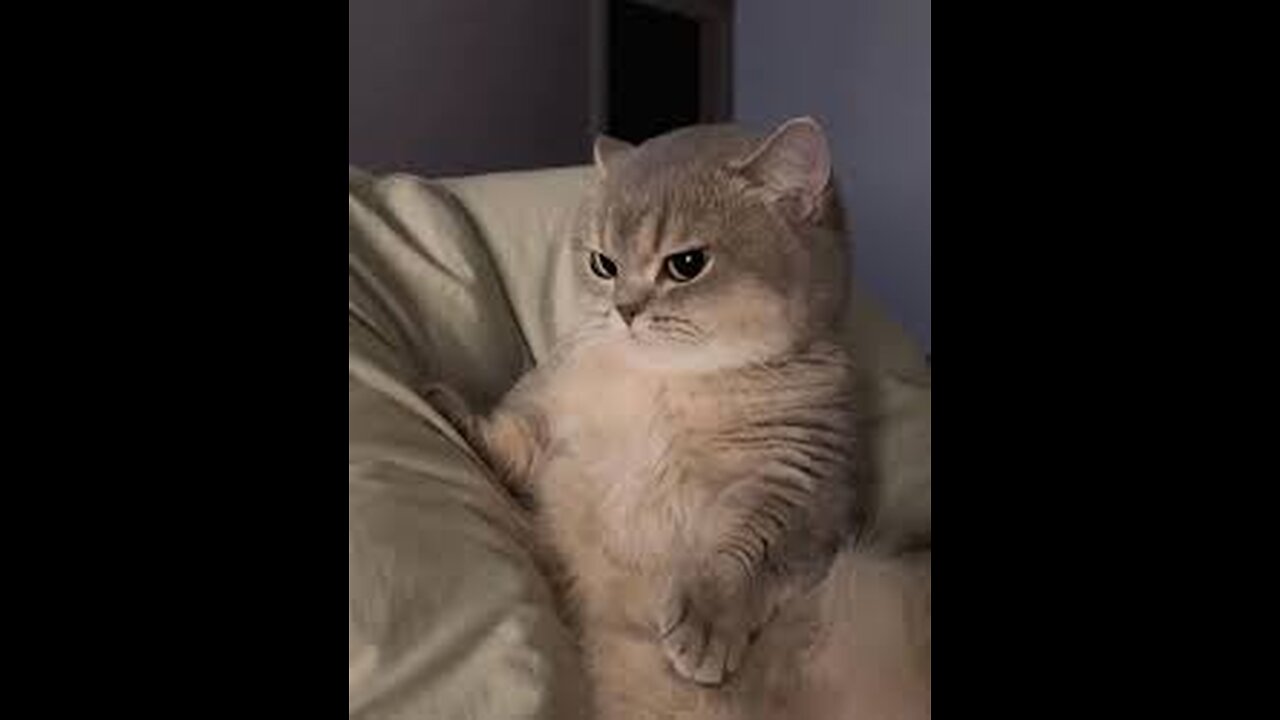 angry cute catπππ»π»π€£π€£