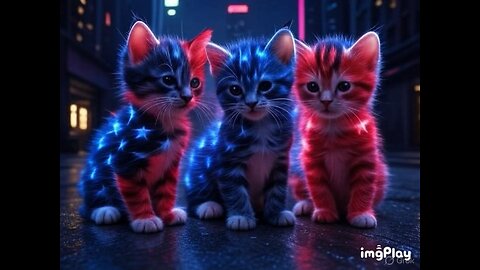 Cute Cat Picture