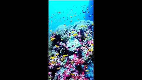sea beauty