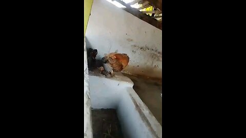 tamil video song