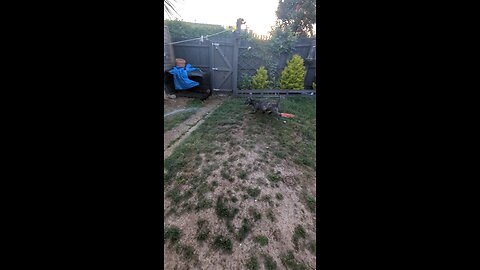 my English bull terrier frank