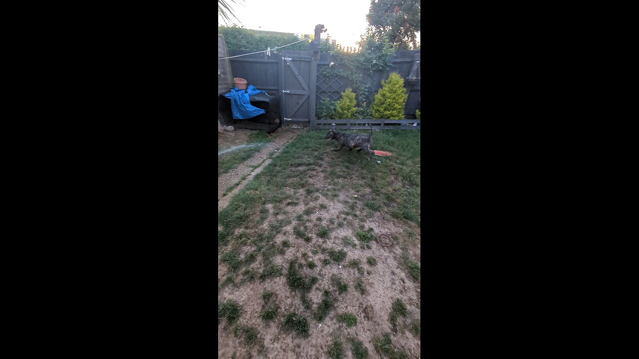 my English bull terrier frank