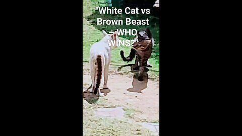 dancing and fighting cats
