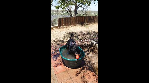 how my Rottweiler takes his bath