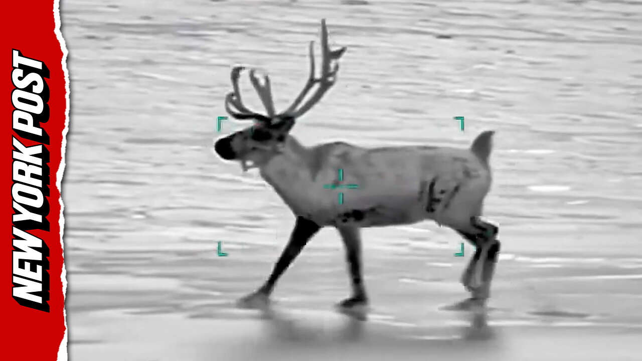 Runaway reindeer from Christmas event is rescued on UK beach