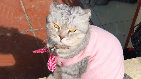 Silly CAT Videos will make you LAUGH YOUR HEAD OFF - Funniest Pet Reaction