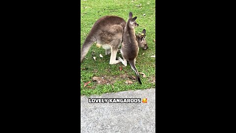 Kangaroo diaries only in Australia
